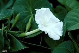 Image result for Ipomoea violacea