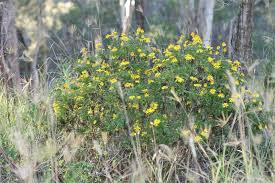 Image result for Euryops chrysanthemoides