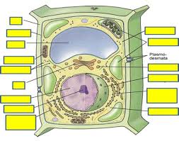 Cell analogy project the cell as a factory: Cell Analogy Project Examples Shefalitayal