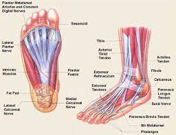 Apart from 28 bones, 33 joints, muscles, ligaments, and about 100 foot tendons make the foot. Pin By Sonja Rice On Documentation For Reflexology Foot Anatomy Muscle Anatomy Ankle Anatomy