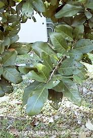 Image result for Heritiera