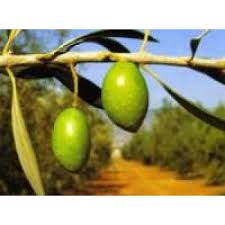 Huile D Olive Picholine Moulin Du Calanquet Saint Remy De Provence