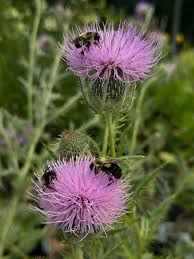 Image result for Cirsium