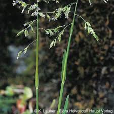 Image result for Poa schimperiana