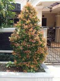 We did not find results for: Pucuk Merah Klasifikasi Morfologi Daun Bunga Cara Stek Manfaat