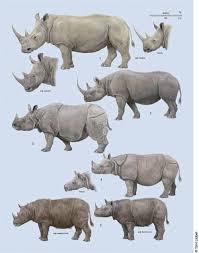 Toni Llobet S Rhinocerotidae Plate From Volume Two Tassietyger Animals Wild Animal Drawings Animal Illustration