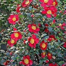 Pin On Camellias