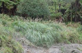 Image result for Cenchrus macrourus