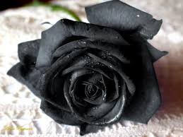Hitam putih kusen orang yang menciptakan botol bicara duration. Lukisan Bunga Rose Hitam Putih Cikimm Com