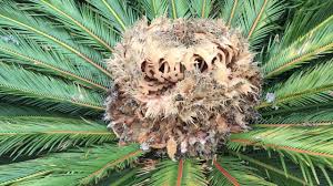 Revoluta are toxic to horses. Poisonous Flower Sago Palm Youtube