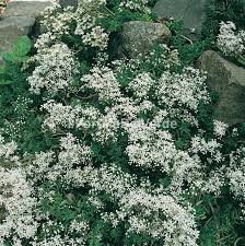 La potatura si effettua sugli steli secchi. Pianta Perenne Con Fiori Bianchi