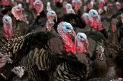 Last year, he found bronze poults, or baby birds, on an albertan farm. Broad Breasted Bronze Turkey Poults Purely Poultry