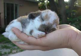 Netherland dwarf rabbits (breed availability varies). Baby Holland Lops For Sale Holland Lop Baby Bunnies For Sale Cute Animals Cute Baby Animals Baby Animals