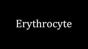 Your browser does not support the audio element. How To Pronounce Erythrocyte Youtube