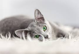 How Often Do Cats Go Into Heat Cancer In Cats Cats Blue Cats