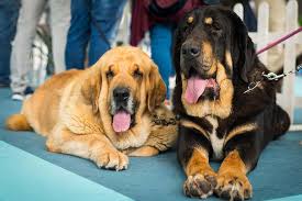 A noun is a word referring to a person, animal, place, thing, feeling or idea (e.g. Spanish Mastiff Dog Breed Information American Kennel Club