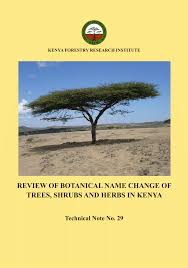 Image result for Synadenium pereskiifolium