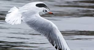 Nach mehreren bundesländern hat die geflügelpest auch berlin erreicht. Geflugelpest Bei Mausebussard Festgestellt Baden Wurttemberg De