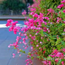 It is designed to help you identify the most common flowers in arizona blooming from flagstaff to tucson and every in the desert of the southwest, you can see their flowery purple stalks nearly everywhere since they are. Pink Flowers Archives Desert Gardening 101