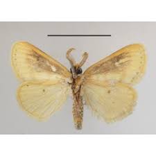 Image result for Eriosema flemingioides