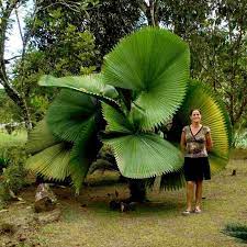 Maybe you would like to learn more about one of these? Ruffled Fan Palm Seeds Licuala Grandis Price 4 80