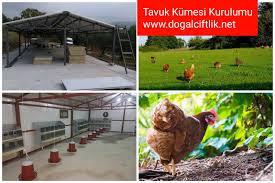 organik tavuk ciftligi panel kumes maliyeti tavuk tavuk kumesleri tavukculuk