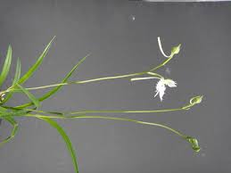 Image result for Habenaria petitiana