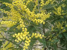 Image result for Acacia abyssinica