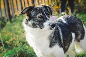 Check spelling or type a new query. Cattle Dog Spotted White Photos Free Royalty Free Stock Photos From Dreamstime