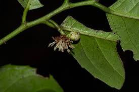 Image result for Trilepisium