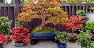You will notice yellowing of the leaves if the bonsai is deficient in nutrients. Fall And Winter Bonsai Tree Care My Garden Life