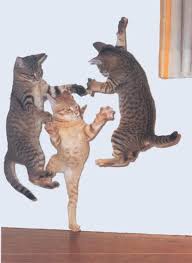 Cat Dances After 3 Kicks Of The Heels Like In The Wizard Of Oz Dancing Cat Cats Cute Cats