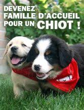 We did not find results for: Chien Guide Et Chien D Assistance Working Dogs Dogs Mira