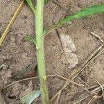 Image result for Vernonia galamensis