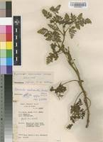 Image result for Agrocharis