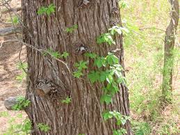 Image result for Parthenocissus quinquefolia