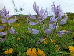 Image result for Polygala macrostigma