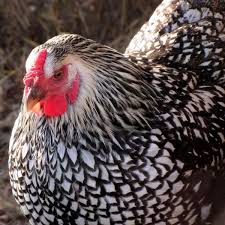 I ordered 5 buff orpington 5 silver laced cochin 5 silver laced wyandotte and some. Wyandotte Contest Winners Posted Chickens Chickens Backyard Chicken Pictures