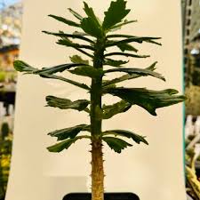 Image result for Monadenium torrei