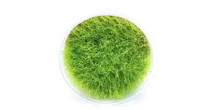 Image result for Thesium unyikense