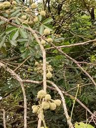 Image result for Trichilia capitata