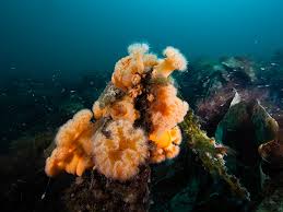 Image result for Aneilema nyasense