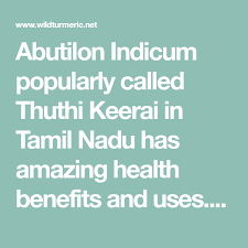 3 Top Medicinal Uses Of Abutilon Indicum Thuthi Keerai Atibala Plant Wildturmeric Herbs For Health Health Health Benefits