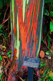 Do you think these eucalyptus trees were colored on purpose? The Rainbow Eucalyptus Ferrebeekeeper