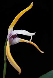 Image result for Habenaria pasmithii