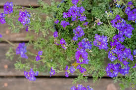 Verbena bonareinsis can be a perennial if the winter is mild, but is generally considered an annual in zone 6. 20 Tall Flowers That Make A Strong Impact