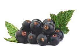Black currant oil provides a healthy dose of antioxidants. Black Currant Oil For Hair Growth Benefits Uses Hairguard