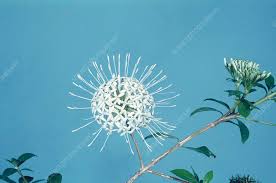 Image result for Pavetta uniflora