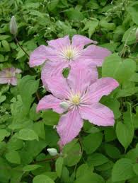 We did not find results for: Clematis Comtesse De Bouchaud Verschoor Horticulture