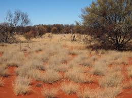 Image result for Eragrostis punctiglandulosa